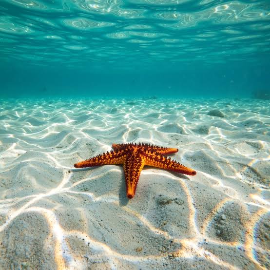 Estrella de mar en Playa Blanca